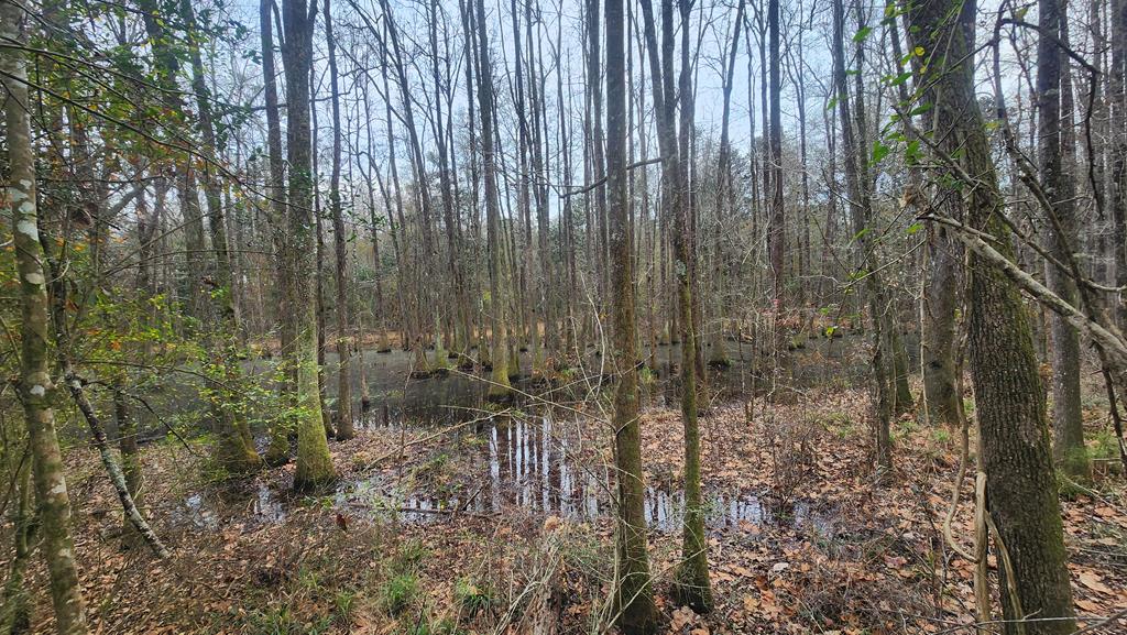 15.05 +/- Pera Rd, Samson, Alabama image 25