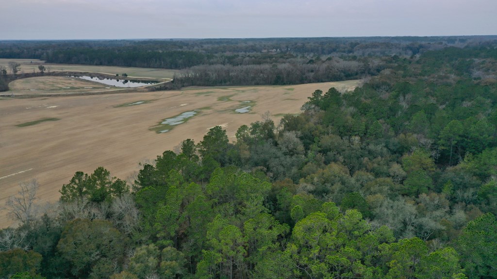15.05 +/- Pera Rd, Samson, Alabama image 13