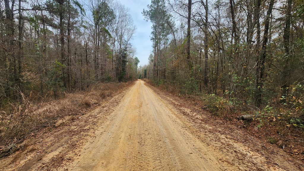 15.05 +/- Pera Rd, Samson, Alabama image 7