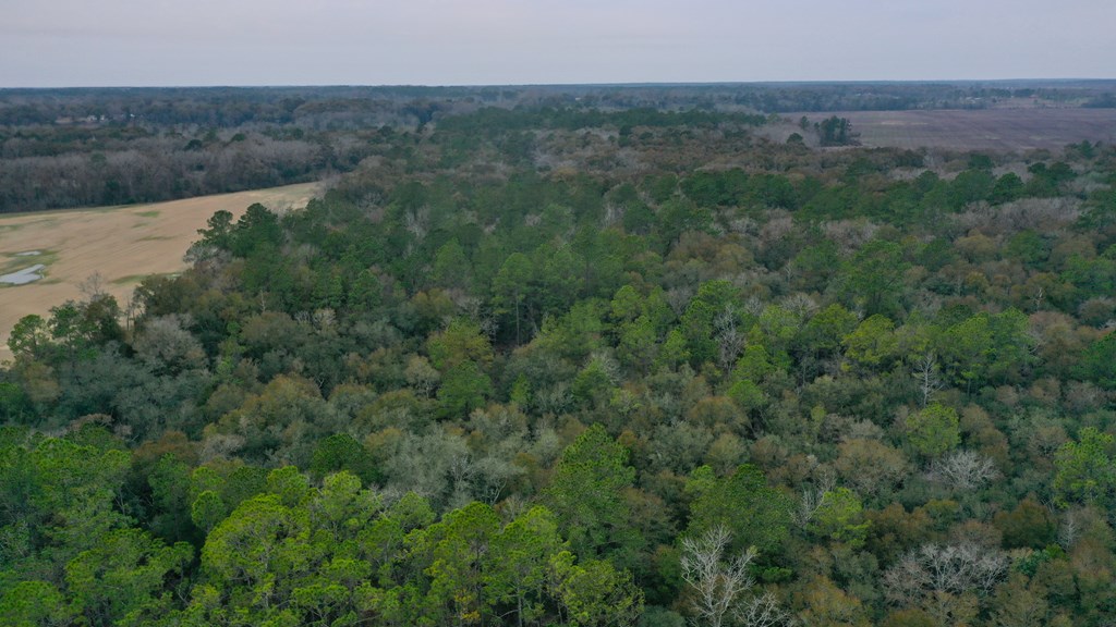 15.05 +/- Pera Rd, Samson, Alabama image 12