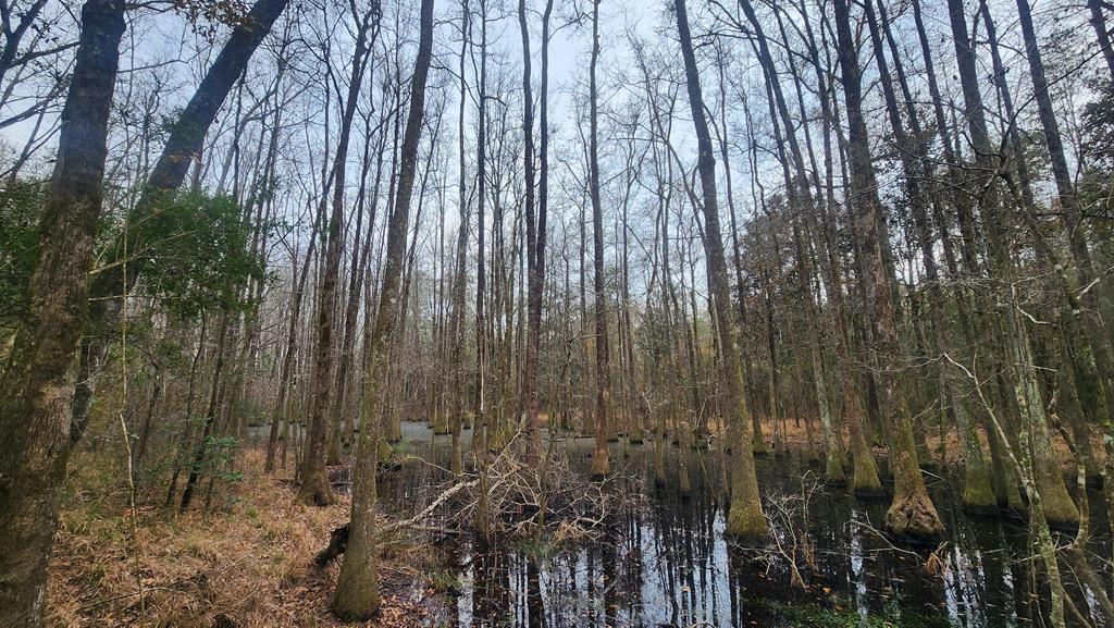 15.05 +/- Pera Rd, Samson, Alabama image 26