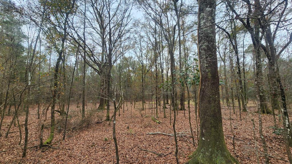15.05 +/- Pera Rd, Samson, Alabama image 21