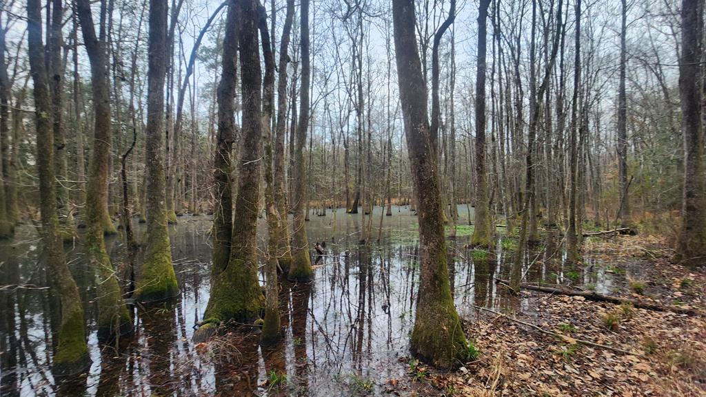 15.05 +/- Pera Rd, Samson, Alabama image 27