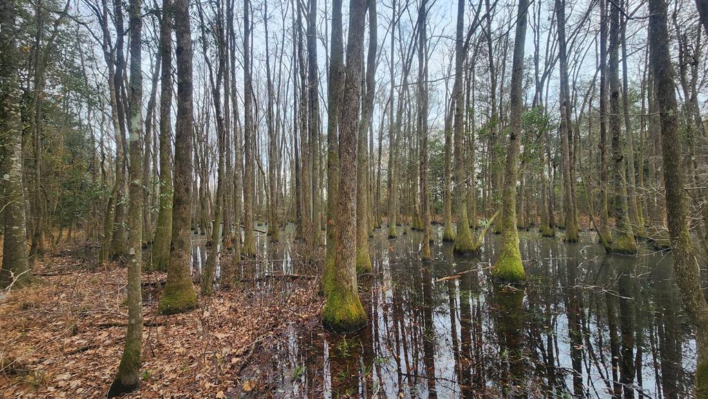 15.05 +/- Pera Rd, Samson, Alabama image 28