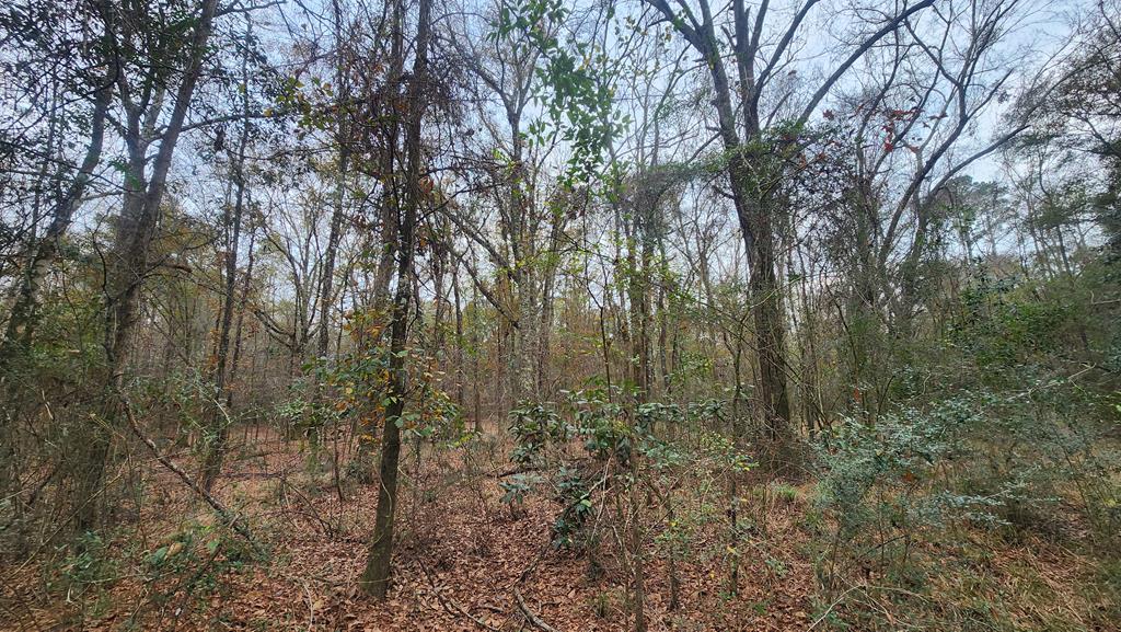15.05 +/- Pera Rd, Samson, Alabama image 19