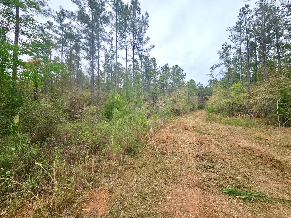 E County Road 22, Headland, Alabama image 3