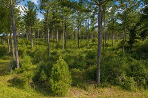 Vacant Land For Sale - County Road 33<br/> Ashford, AL 36312