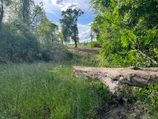 51+/- South Hwy 431, Eufaula, Alabama image 4