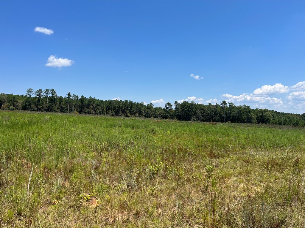 Lot # 8 Gordon Williams Road, Columbiaville, Alabama image 4