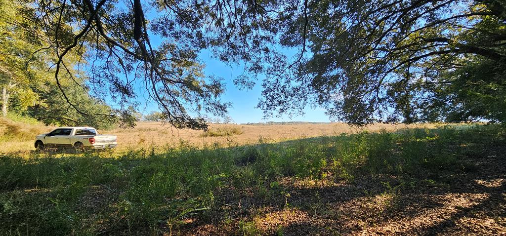 8.96 Acres Cottonwood Rd  (hwy 53), Cottonwood, Alabama image 34