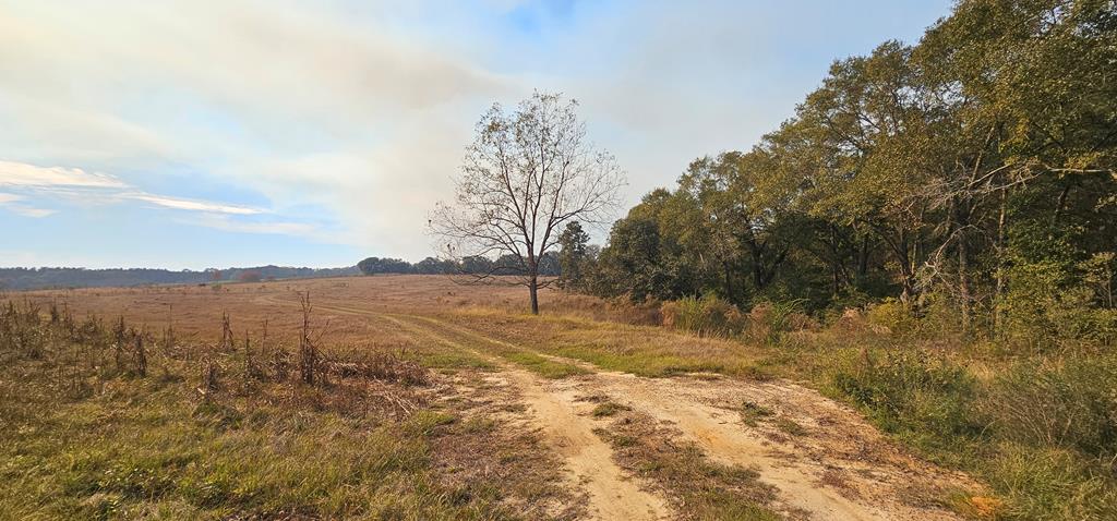 8.96 Acres Cottonwood Rd  (hwy 53), Cottonwood, Alabama image 32