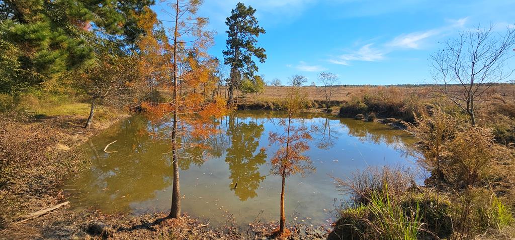 8.96 Acres Cottonwood Rd  (hwy 53), Cottonwood, Alabama image 9