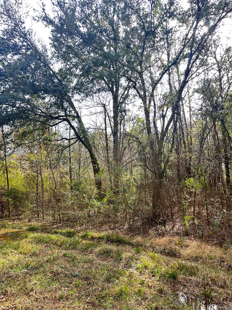 Cook Rd, Brewton, Alabama image 3