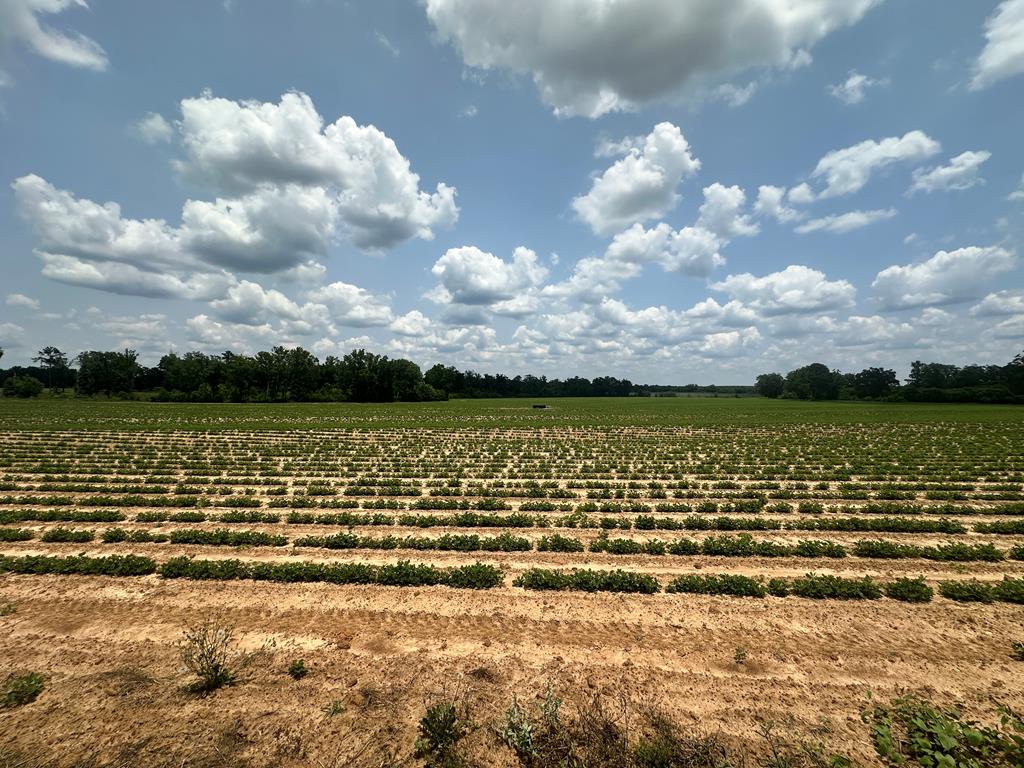 14 Acres Lot 6 J Saunders, Dothan, Alabama image 1