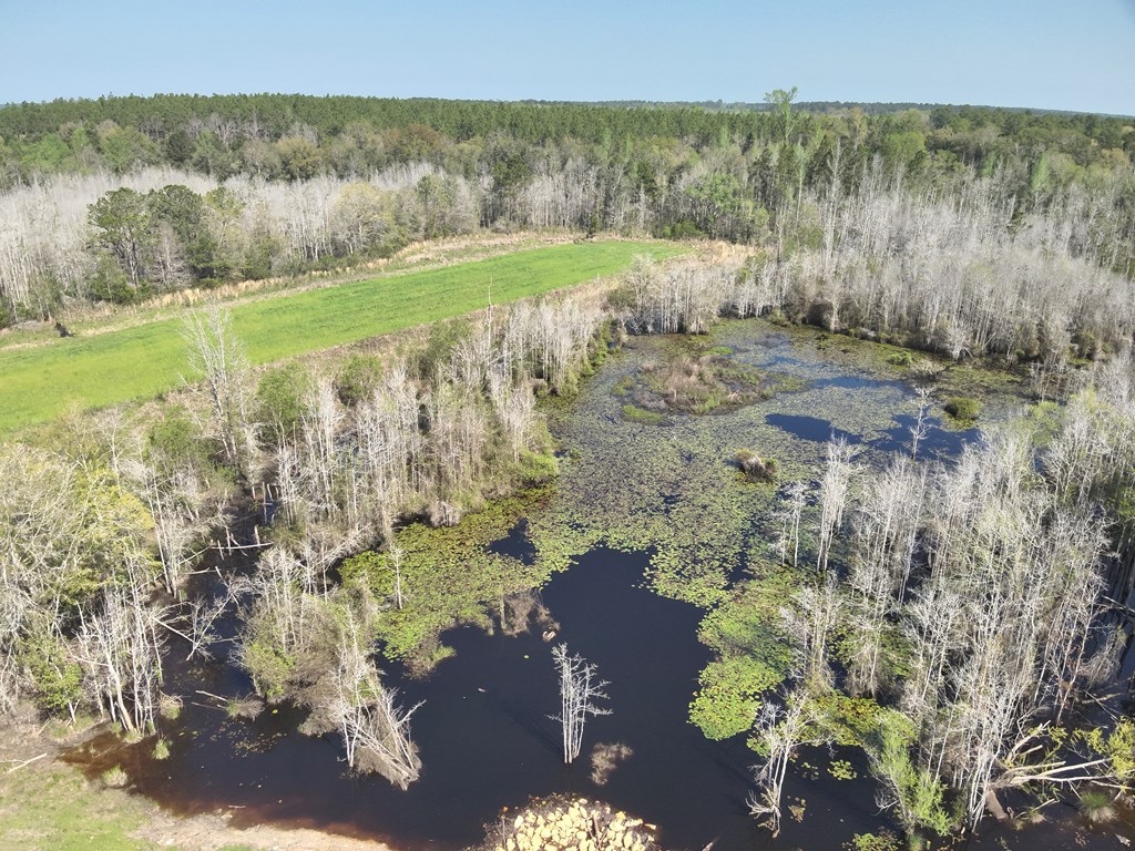 13.5 Acre Red Oak Road, Florala, Alabama image 8