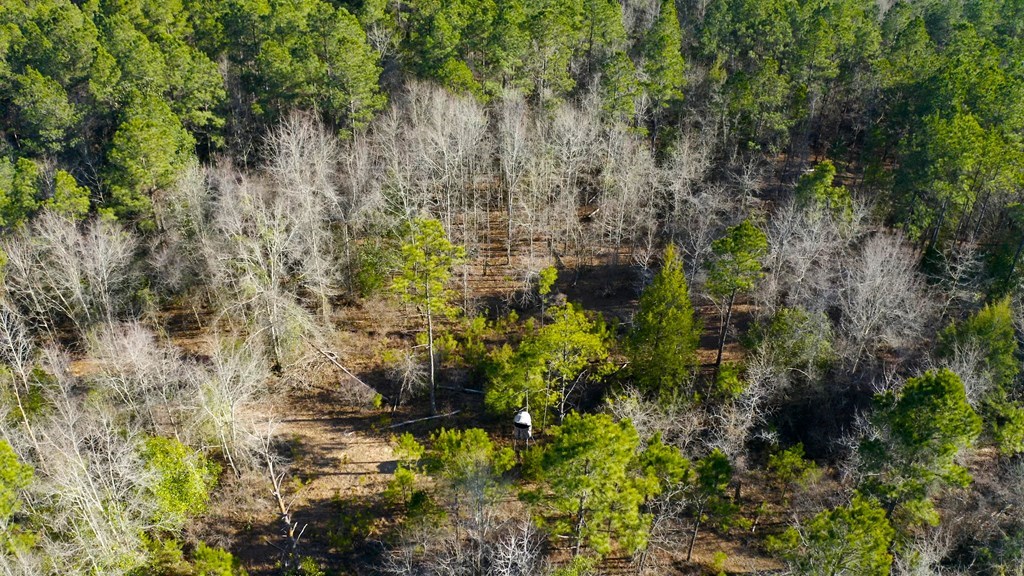 State Highway 173, Abbeville, Alabama image 8