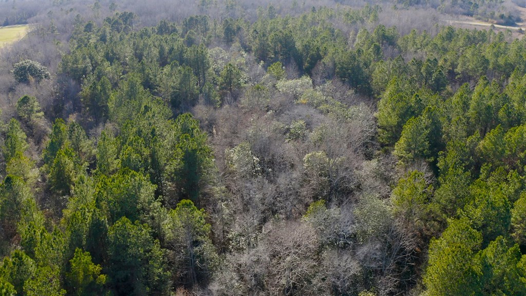 State Highway 173, Abbeville, Alabama image 6