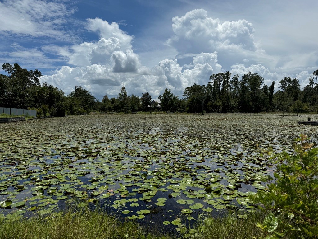 98 Holly Isles-harvel Pond Rd, Donalsonville, Georgia image 2