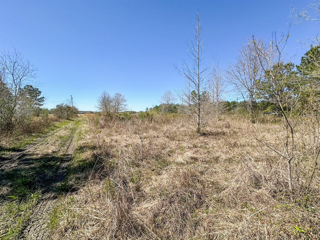 Harvest Time Rd, Samson, Alabama image 15