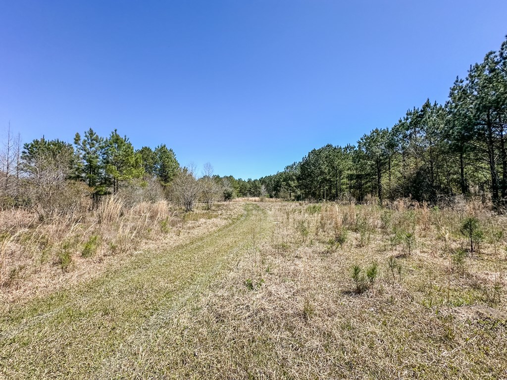 Harvest Time Rd, Samson, Alabama image 12