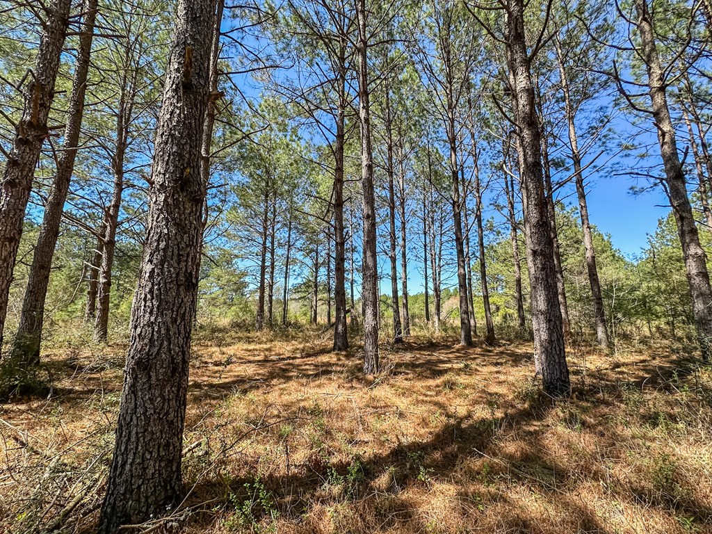 Harvest Time Rd, Samson, Alabama image 17