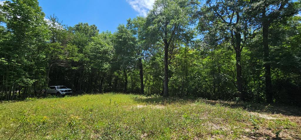 6 Acres Hwy 231, Newton, Alabama image 23