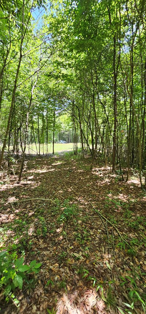 6 Acres Hwy 231, Newton, Alabama image 24