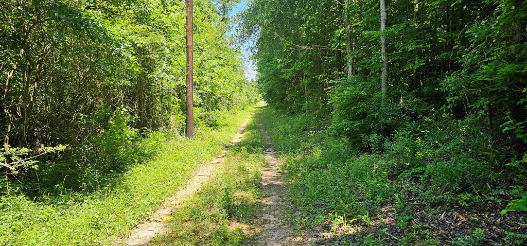 6 Acres Hwy 231, Newton, Alabama image 25