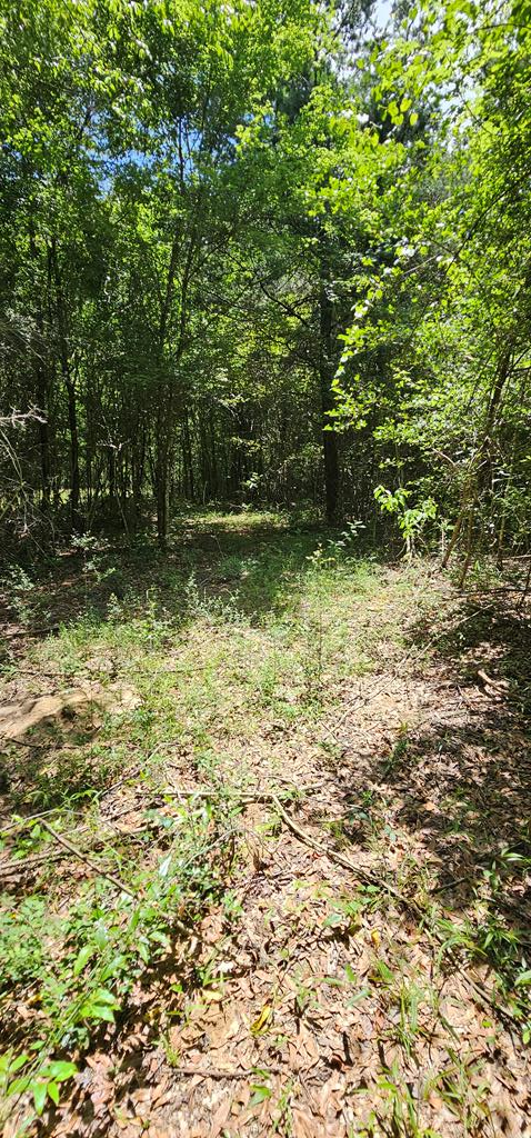 6 Acres Hwy 231, Newton, Alabama image 29