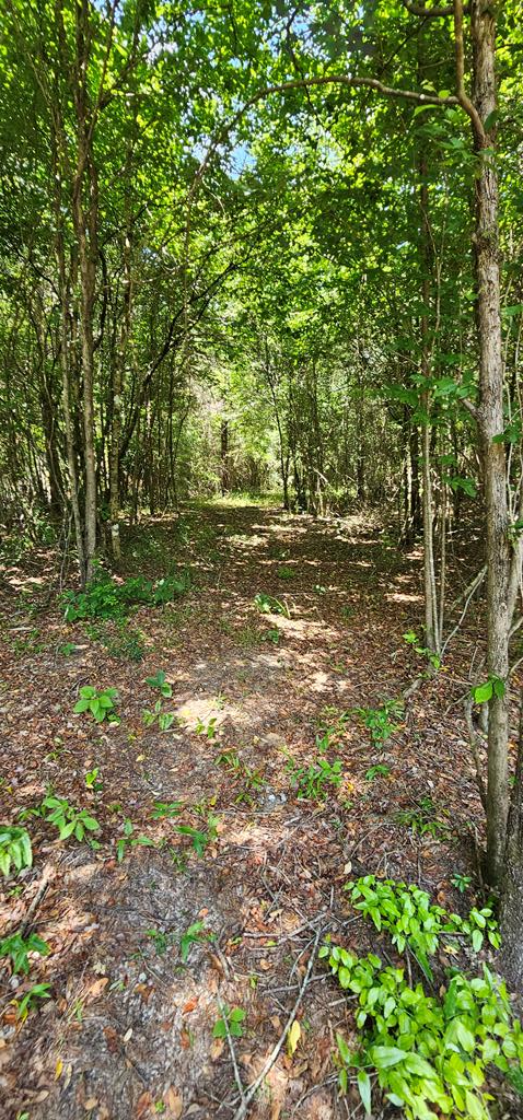 6 Acres Hwy 231, Newton, Alabama image 31