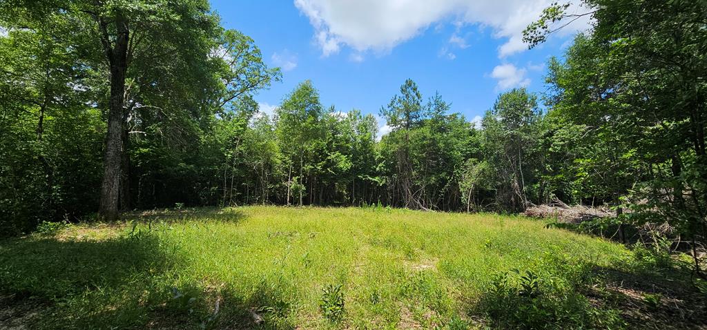 6 Acres Hwy 231, Newton, Alabama image 34