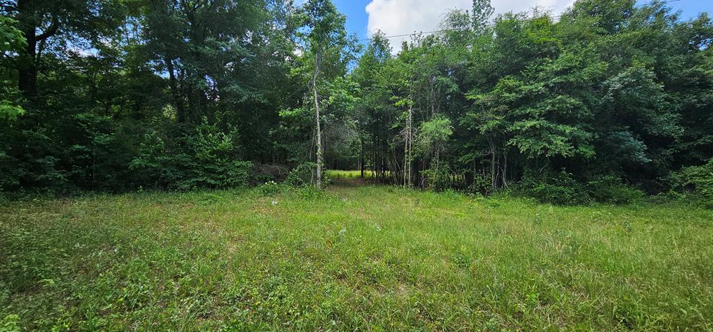 6 Acres Hwy 231, Newton, Alabama image 38
