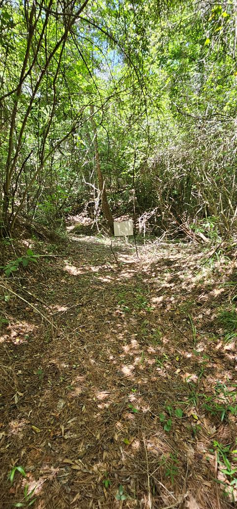 6 Acres Hwy 231, Newton, Alabama image 30