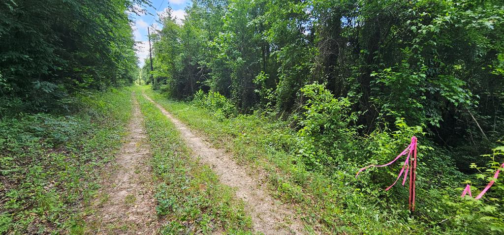 6 Acres Hwy 231, Newton, Alabama image 26