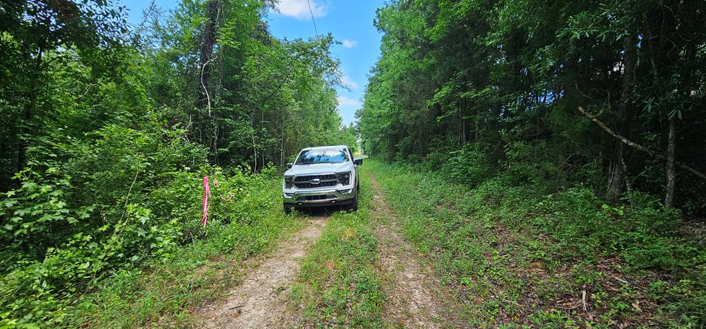 6 Acres Hwy 231, Newton, Alabama image 39
