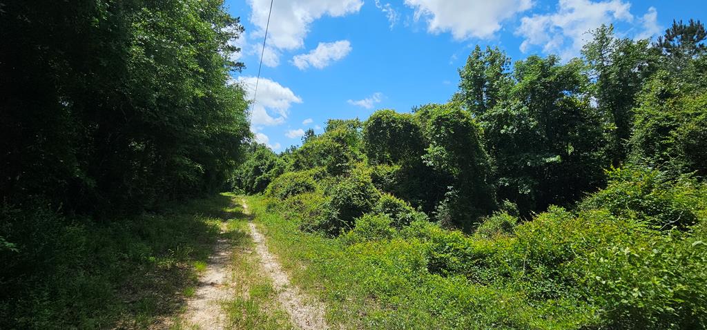 6 Acres Hwy 231, Newton, Alabama image 37