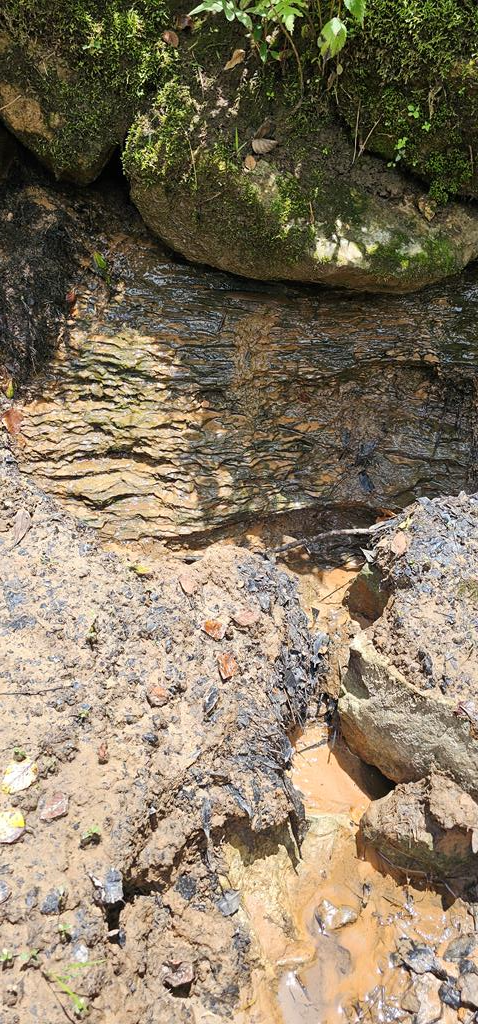 6 Acres Hwy 231, Newton, Alabama image 20