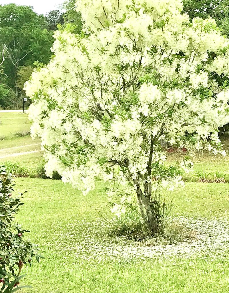 449 County Road 112, Columbiaville, Alabama image 32