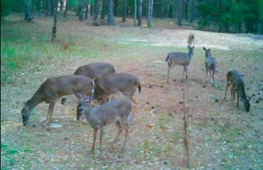 Dothan, Alabama 36303, United States, ,Land,Active,132730