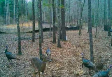 Dothan, Alabama 36303, United States, ,Land,Active,132730