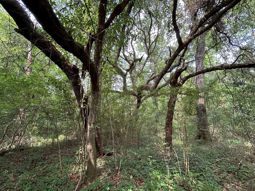 40.522+-ac Cecil Varnum Rd, Dothan, Alabama image 38