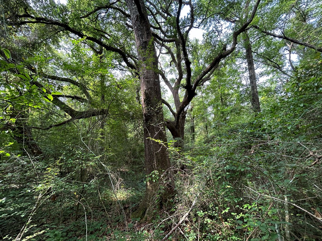 40.522+-ac Cecil Varnum Rd, Dothan, Alabama image 36