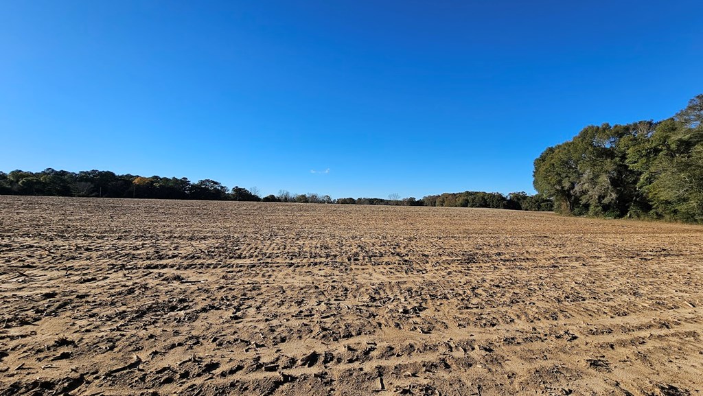 92 Acres County Road 5, Ozark, Alabama image 6