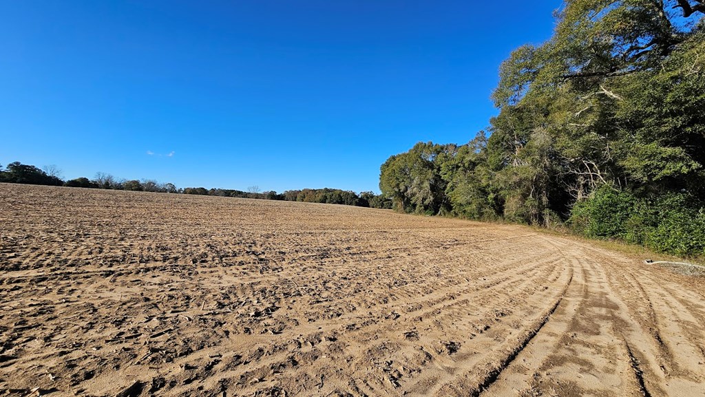 92 Acres County Road 5, Ozark, Alabama image 7