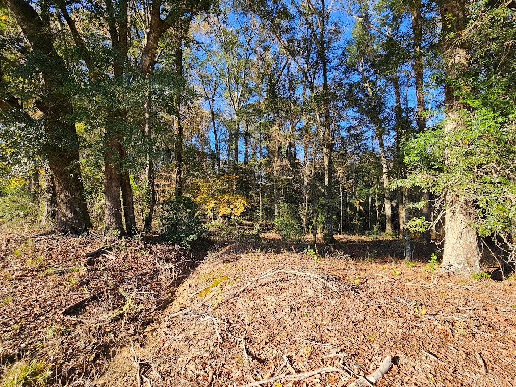 92 Acres County Road 5, Ozark, Alabama image 4