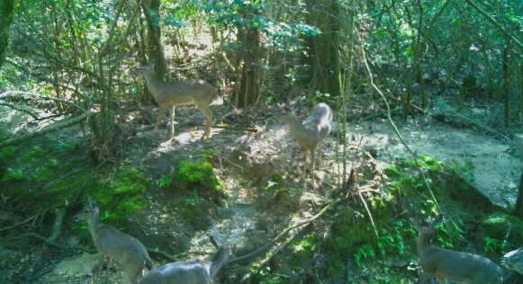 Kinsey Road, Dothan, Alabama image 17