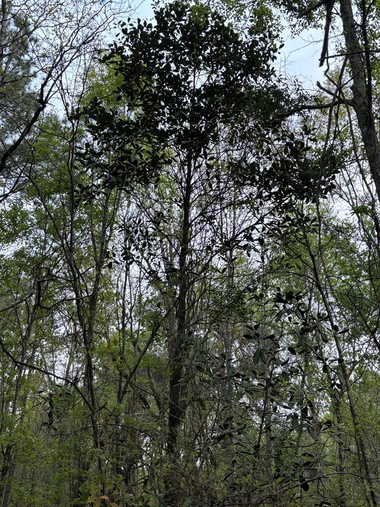 Kinsey Road, Dothan, Alabama image 15