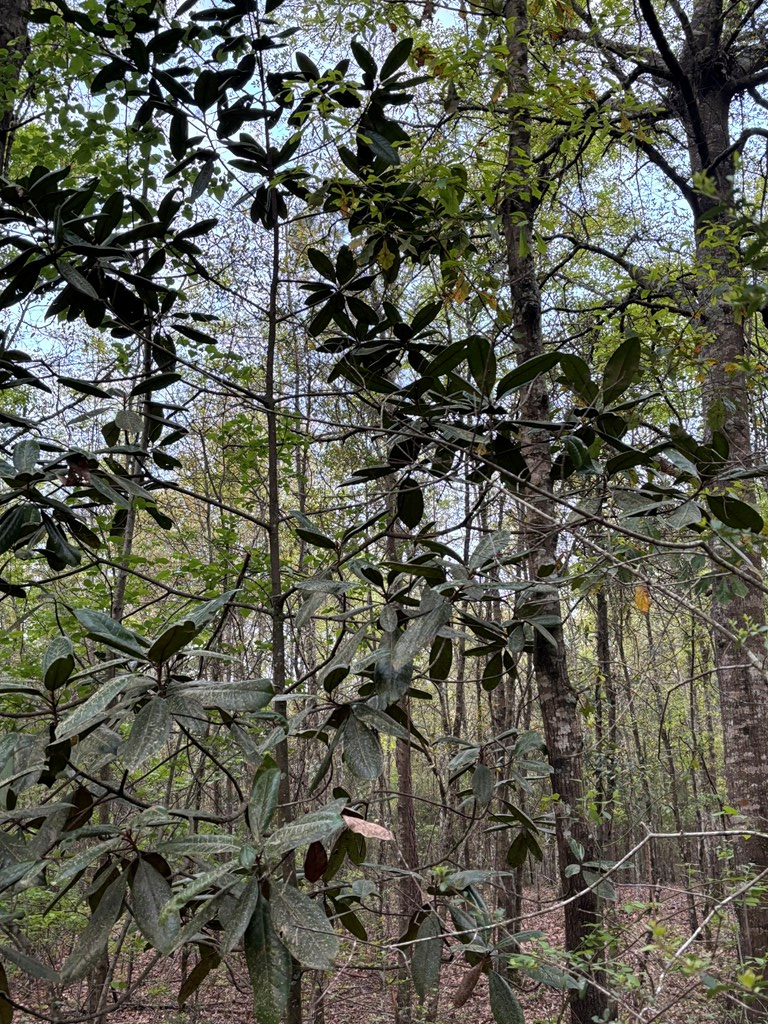 Kinsey Road, Dothan, Alabama image 16