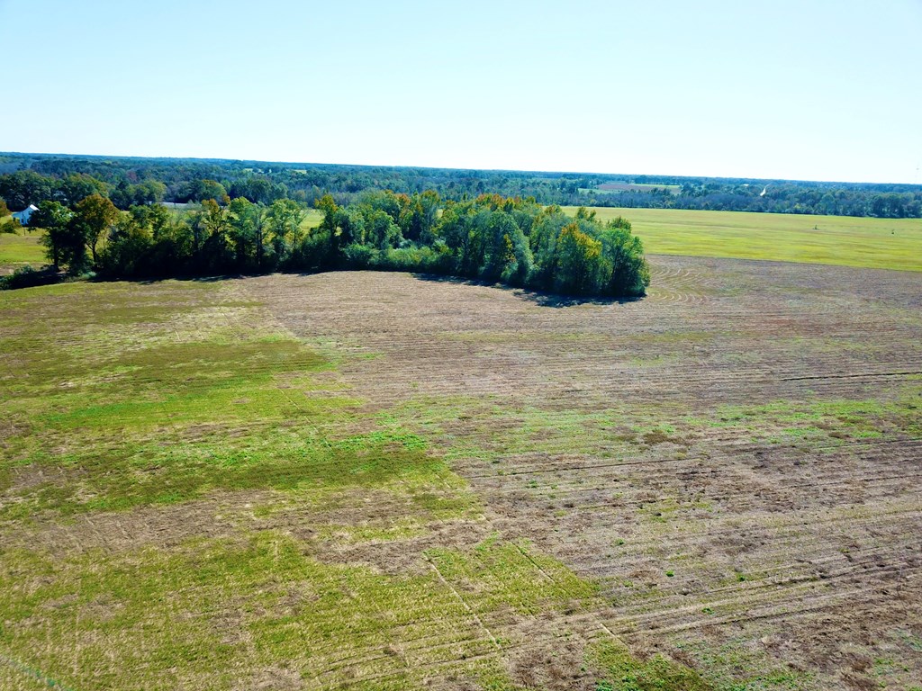 6.35 Acres County Rd 92   Lot 6, Slocomb, Alabama image 5