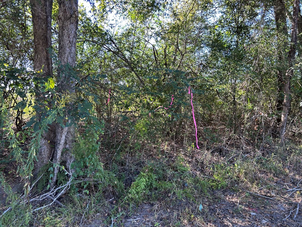 4.297+-ac Lot 3, Willie Varnum Rd, Cottonwood, Alabama image 8